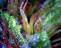 60 Day Wonder Auto-flowering 6 Feminised picture
