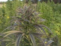 8 Ball Kush Feminised picture