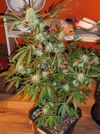 Acapulco Gold Feminised picture
