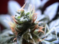 Afghan Haze picture