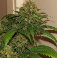 Afghan Kush picture