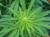 Afghanica picture