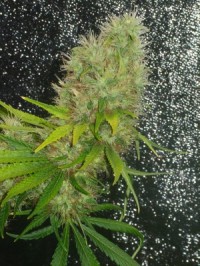 AK47 Feminised  (SERIOUS) - 6 picture