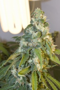 ALLKUSH formerly Sheherazade Feminised picture