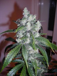 Amnesia Haze Feminised picture