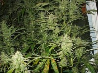 Amnesia Lemon picture