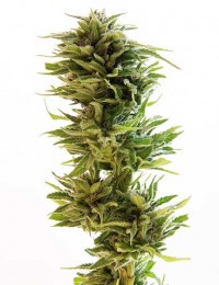 Amnesia Lemon Feminised picture