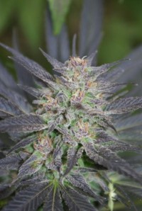 Angel Heart (Mango Haze x Afghan Skunk) picture