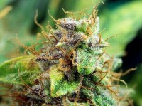 Angel's Breathe (Mango Haze x Afghan Haze) picture
