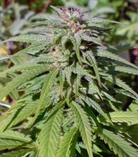 Annapurna Autoflowering Feminised  - 3 picture