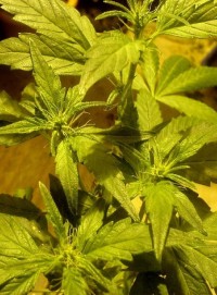 Apollo 13 Indica picture