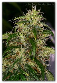Apollo 13 Sativa picture