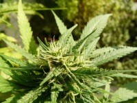 Arjan's Strawberry Haze Feminised picture