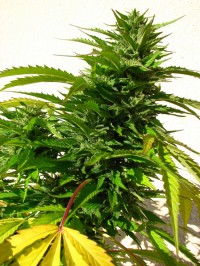 Arjan's Ultra Haze #1 Feminised picture