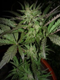 Arjan's Ultra Haze #2 Feminised picture