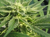 ASH   (Afghan Skunk x Afghan Haze) picture