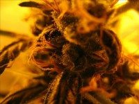 Atomical Haze Feminised picture