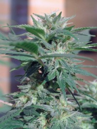 Auto Acid Autoflowering Feminised picture