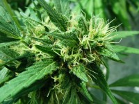 Auto AK Feminised Autoflowering picture