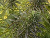 Auto Blueberry Auto-Flowering Feminised picture