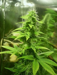 Auto Diesel x Auto Blue Feminised (100 ) picture