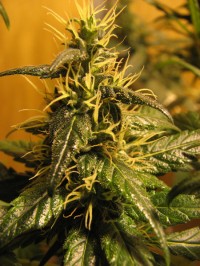 Auto Jack - Auto Flowering Feminised picture