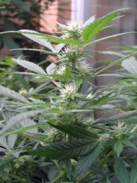 Auto Jack Autoflowering Feminised picture