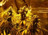 Auto Mass Feminised Autoflowering picture