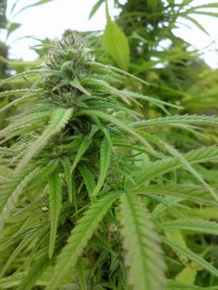 Auto Wappa Autoflowering Feminised picture