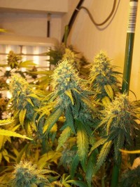 Auto Whiteberry Autoflowering Feminised picture