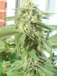 Automaria II Autoflowering Feminised picture