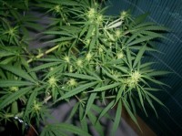 Automatic AK Diesel Feminised  - 5 picture
