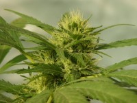 Automatic AK74 x Automatic Hindu Kush picture