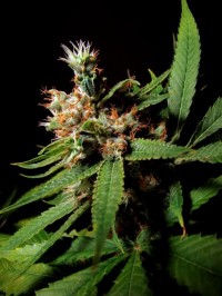 Automatic Blueberry Feminised  - 5 picture