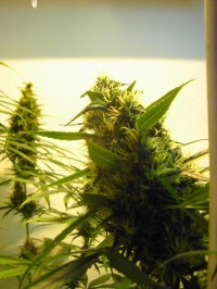 Automatic Hindu Kush Feminised  - 5 picture