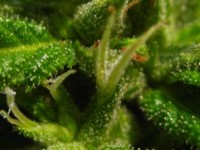 Automatic Hindu Kush picture