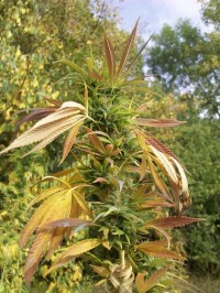 Automatic Lemon Skunk Feminised  - 5 picture
