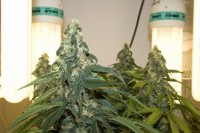 Automatic Lemon Skunk picture