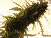 Automatic Mixed Pack   - 10 picture
