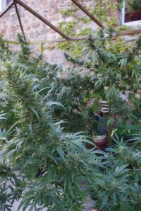 Automatic White Widow   - 10 picture