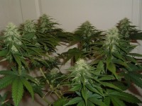 BCN Diesel Automatic Feminised picture