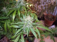 BCN Diesel Feminised picture