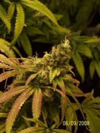 Betty Boo Autoflowering   - 10 picture