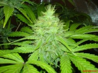 Big Afghan Skunk  - 10 picture