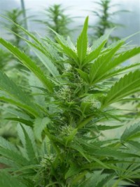 Big Bang Auto-flowering Feminised picture