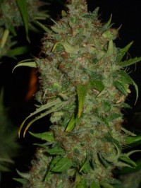 Big Bud Feminised picture