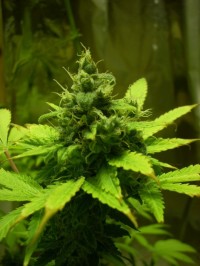 Big Bud picture
