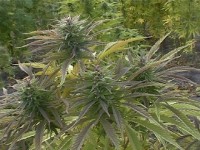Big Buddha Cheese Feminised picture