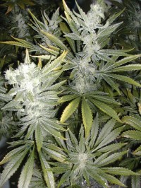 Black Domina picture