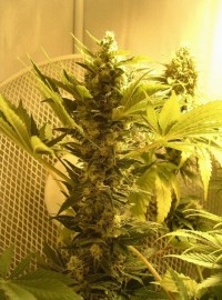 Black Honey Haze picture